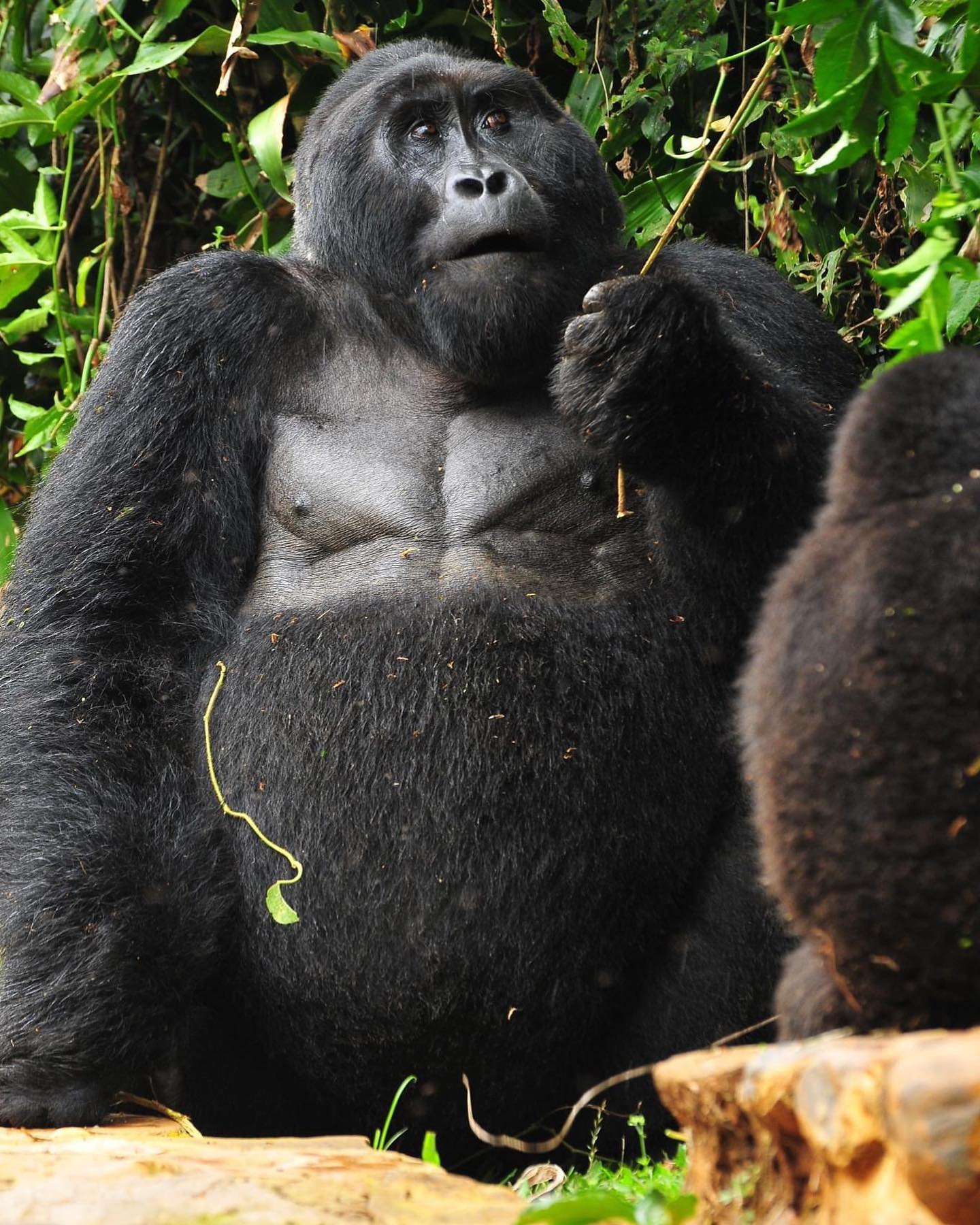 📸 #ugandawildlifeauthority  Chest-thumps to all the awesome dads out there. Happy #FathersDay!