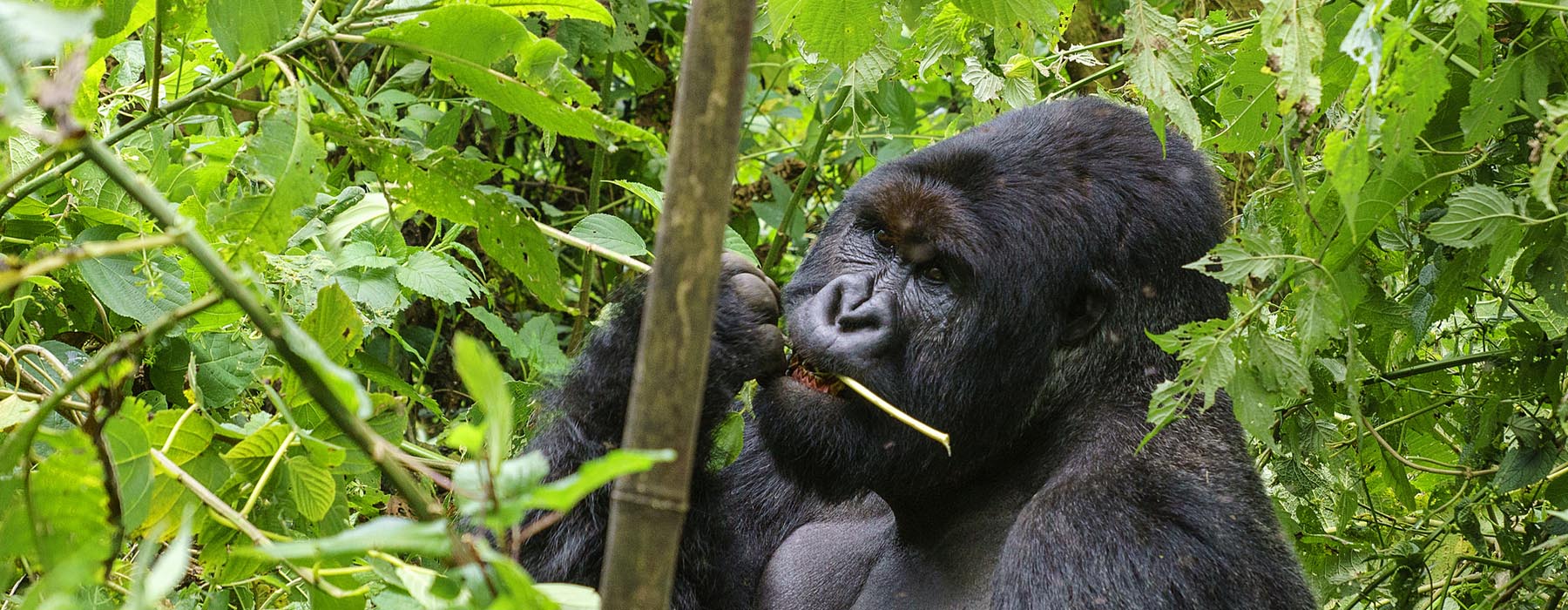 Congo