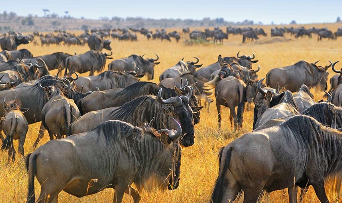 Tanzania