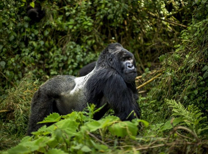 7-Day Gorillas, Golden Monkeys & Virunga Adventure