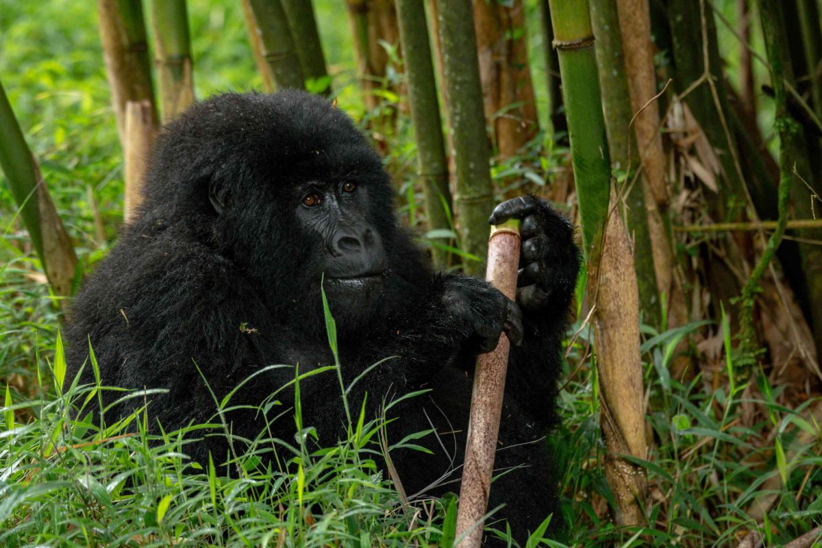 Mgahinga Gorilla National Park