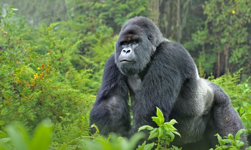 Silverback gorilla in the forest during a gorilla trek