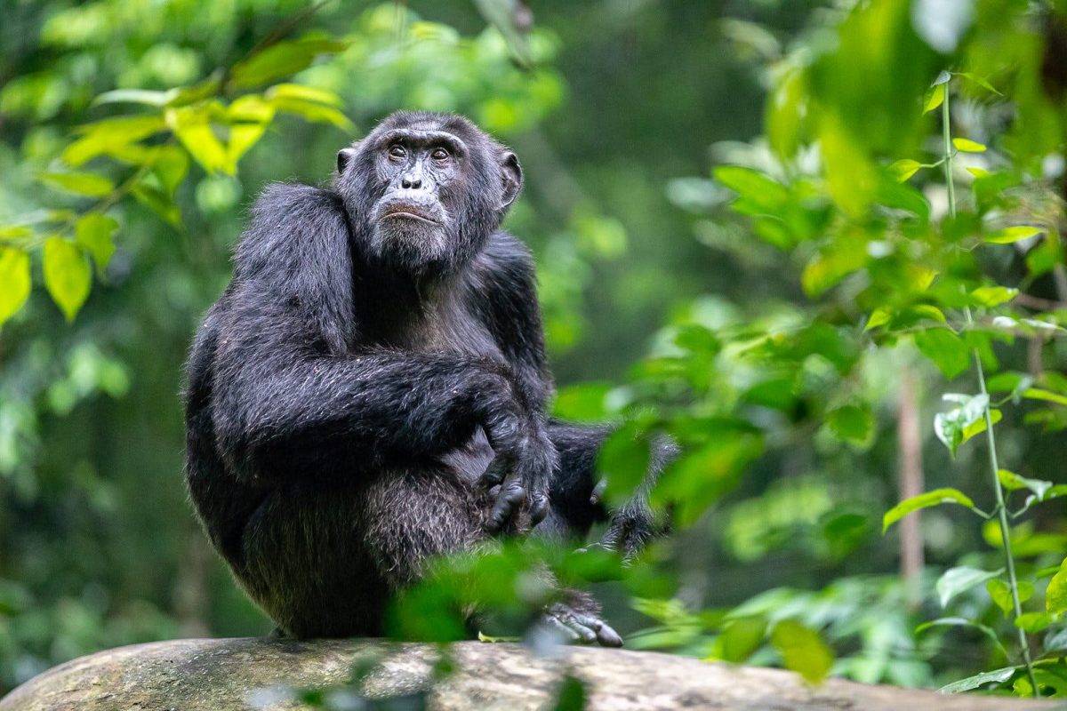 Kibale Forest National Park