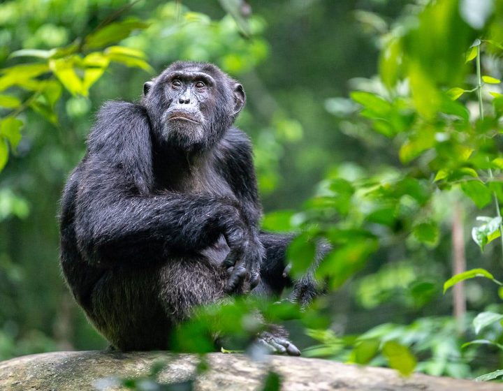 5 days Uganda Chimpanzee and Lake Bunyonyi Tour