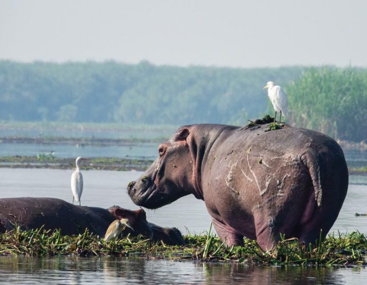 5 days Uganda Ziwa Rhino Sanctuary & Murchison Falls Tour