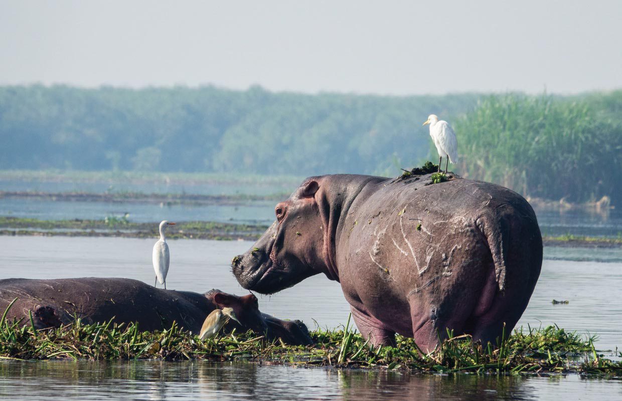 5 days Uganda Ziwa Rhino Sanctuary & Murchison Falls Tour