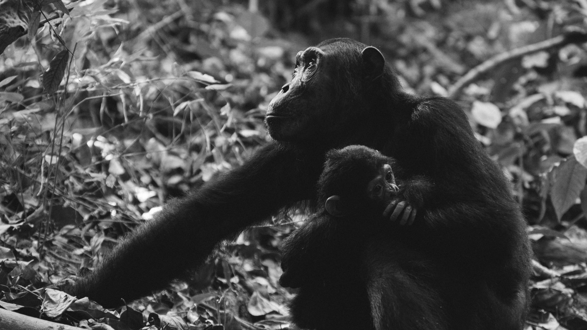 12 Days Uganda Wildlife Safari – MFNP, KNP, QENP, BWINP & LMNP