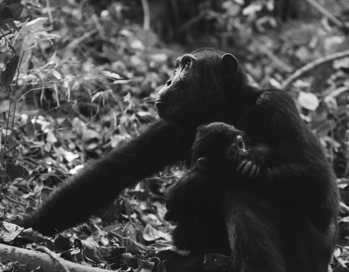 12 Days Uganda Wildlife Safari – MFNP, KNP, QENP, BWINP & LMNP