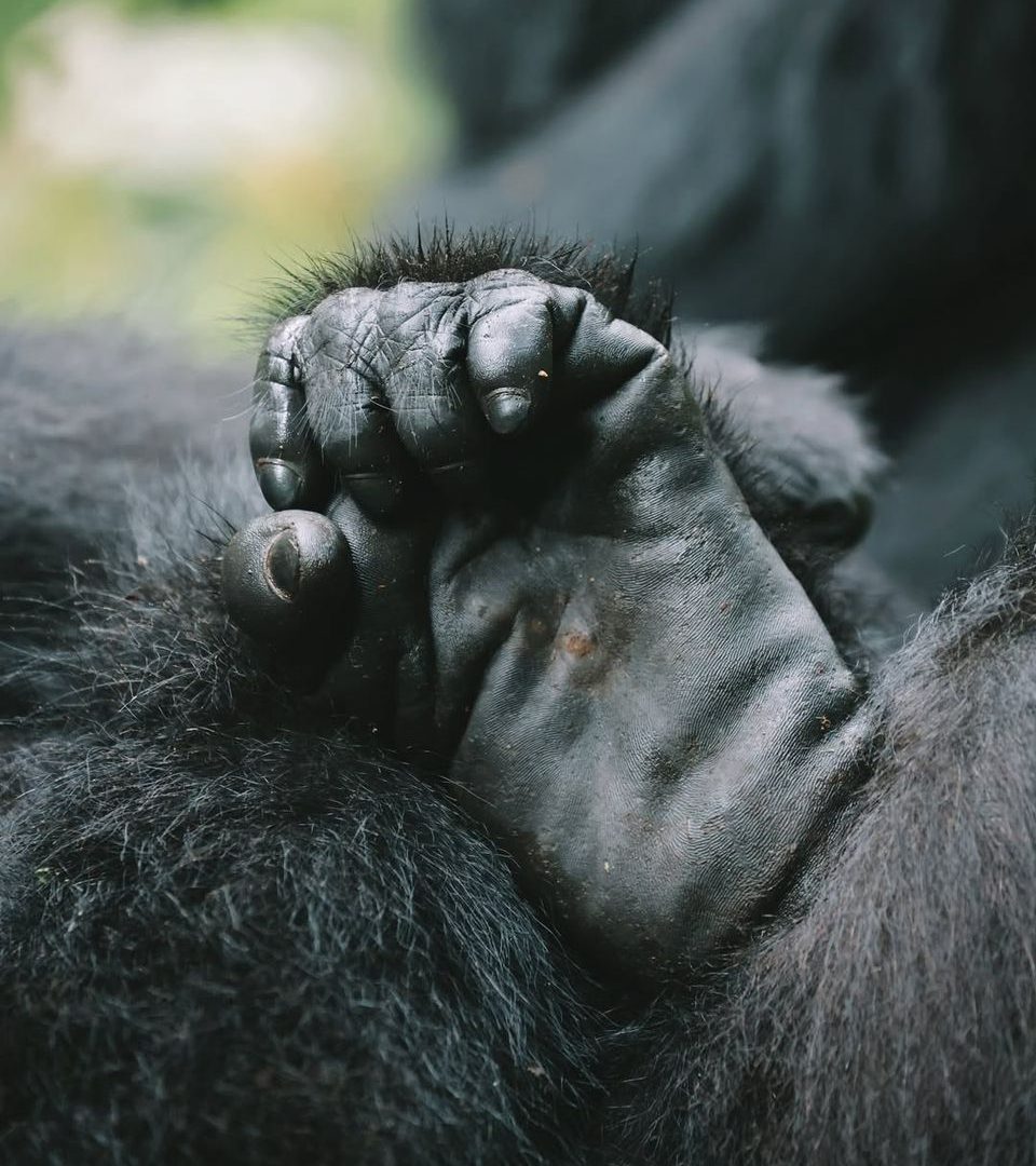 4 Days Mountain Gorilla Safari