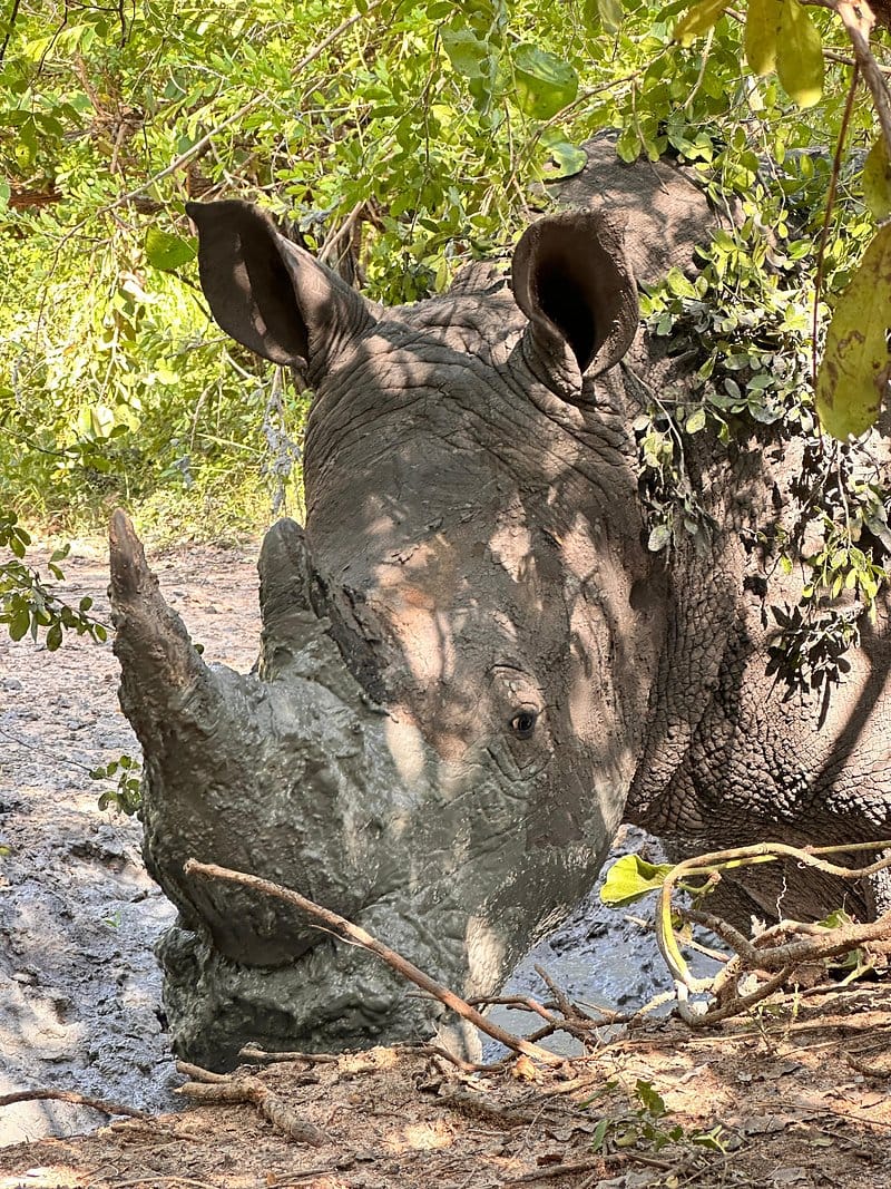 12 days Uganda Wildlife Safari- Kidepo Valley & Murchison Falls N.P