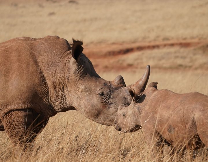 5-Day Rhinos & Murchison Falls
