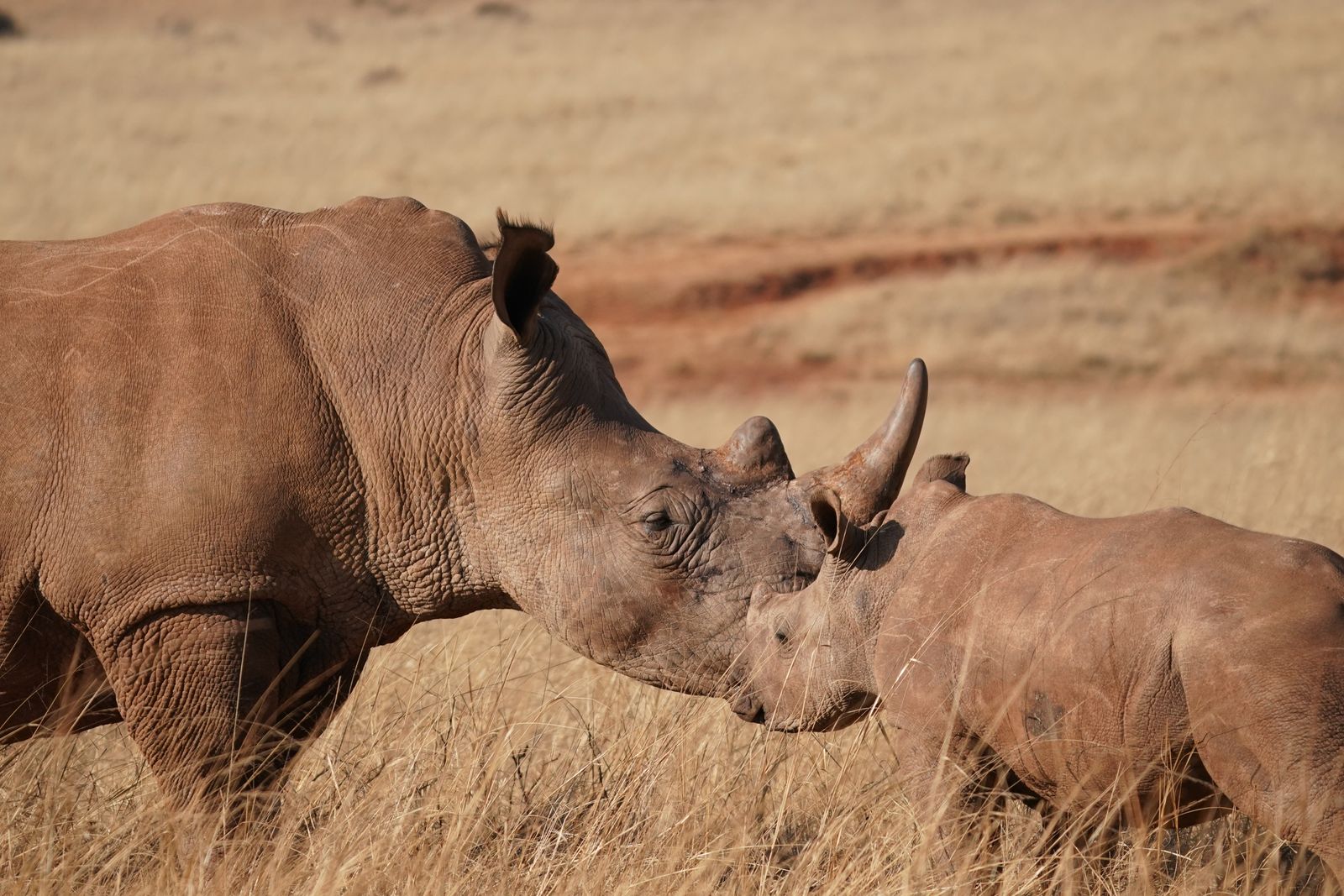 5-Day Rhinos & Murchison Falls